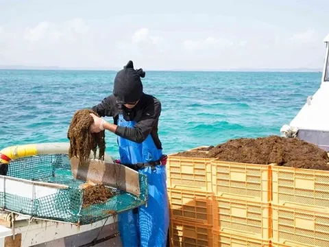 Lợi ích của hợp chất fucoidan đối với sức khỏe