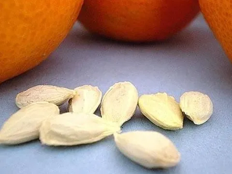 Hạt cam quýt là 'báu vật' mang lại nhiều lợi ích, nhiều người không biết thường vứt bỏ