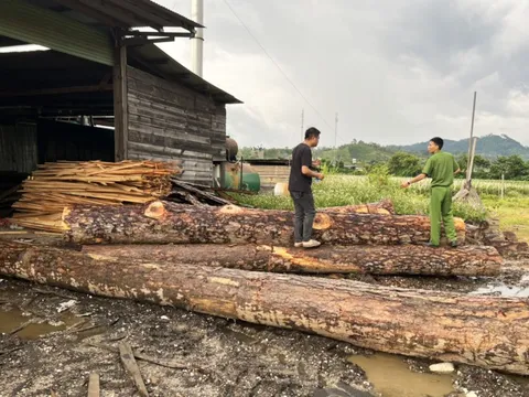 Khởi tố 4 bị can liên quan đến hàng chục khối gỗ trái phép trong xưởng cưa