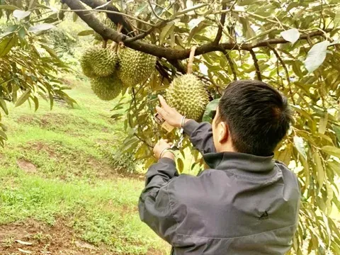 Bắt hai đối tượng cắt trộm 700 kg sầu riêng