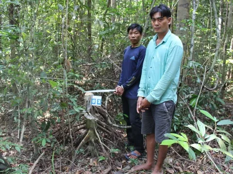 Tạm giữ 4 đối tượng khai thác gỗ hiếm trong rừng đặc dụng ở Phú Quốc