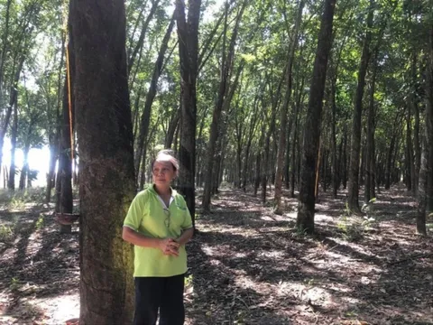 Tuyên án vụ UBND thị xã Trảng Bàng kiện người dân để đòi lại đất