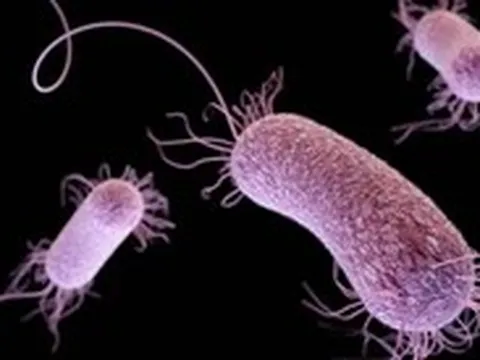 Phát hiện siêu vi khuẩn trong bệnh viện ăn nhựa y tế, trở nên nguy hiểm hơn