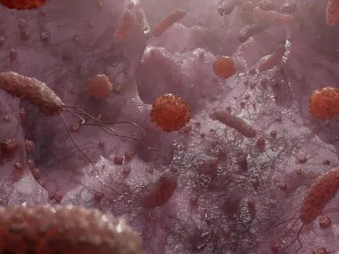 Phát hiện ra một loại nấm đường ruột có thể điều trị bệnh gan nhiễm mỡ