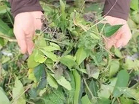 Tết Đoan ngọ: Tục vào rừng giữa trưa hái lá uống mùng 5