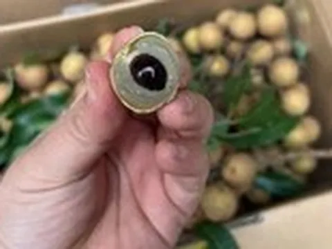 Trái nhãn vào mùa, vừa tăng cường miễn dịch vừa hỗ trợ hệ tim mạch