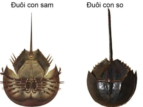 Ăn nhầm loài hải sản chứa chất kịch độc, người đàn ông liệt toàn thân nguy kịch