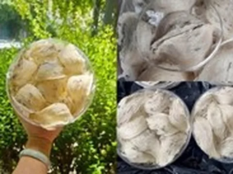 Yến sào giá rẻ tràn lan, chất lượng mơ hồ