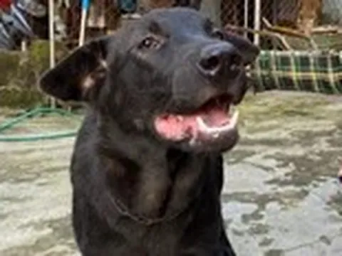 Bé trai 2 tuổi bị chó nhà người thân cắn rách đầu