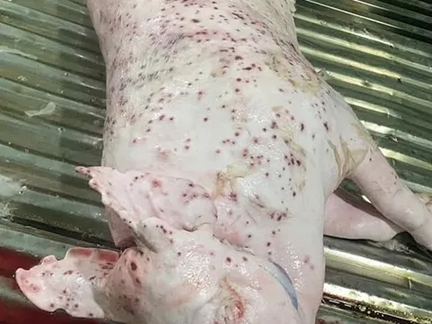 Bộ Công an tiếp tục làm rõ động cơ phát tán hình ảnh tố C.P. Việt Nam bán thịt heo bệnh