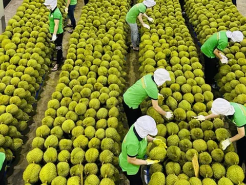Xuất khẩu rau quả tăng trưởng mạnh trong tháng 6