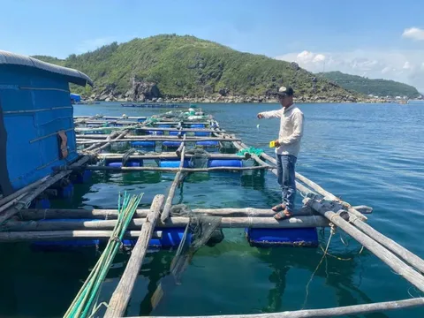 Người làm thuê trộm cắp số tôm hùm trị giá hơn 300 triệu đồng của chủ bè