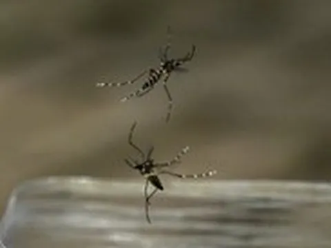 Châu Âu bùng phát vi rút gây bệnh có thể tổn thương nội tạng