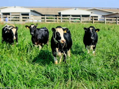 Sữa thanh trùng ít đường TH true MILK – lựa chọn thông minh cho sức khỏe cả gia đình