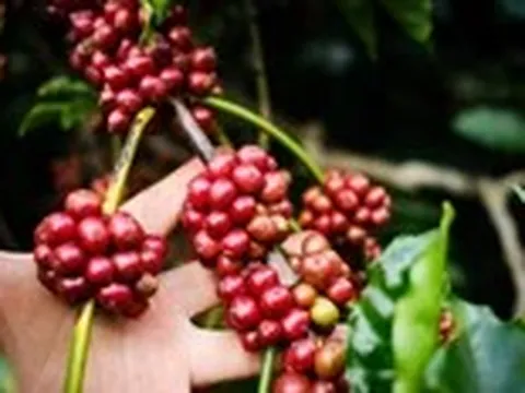 Uống cà phê buổi sáng khi vừa ngủ dậy không tốt cho sức khỏe