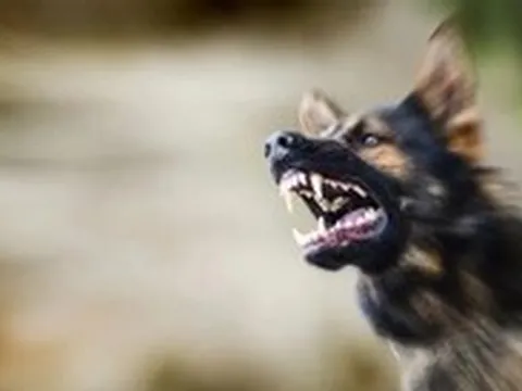 Bé 5 tuổi bị chó cắn hàng chục vết thương sâu ở mặt, phải khâu 20 mũi