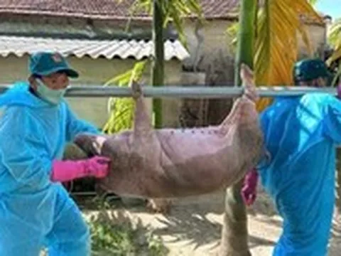 Dịch tả lợn châu Phi có gây bệnh cho người?