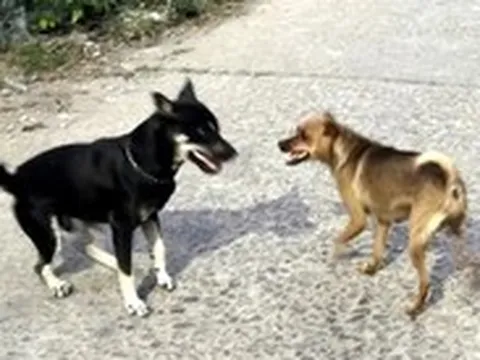 Nhiều lần bị chó cắn nhưng không tiêm phòng, nam tài xế nguy kịch vì bệnh dại