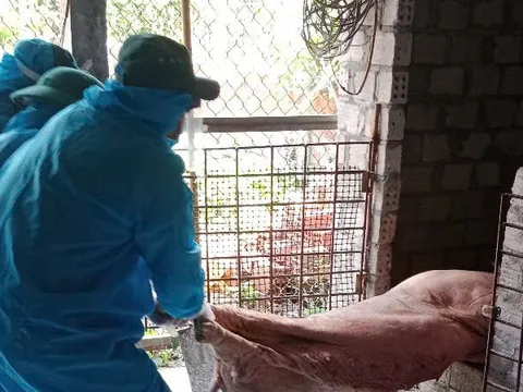 Nhiều địa phương tại Quảng Ngãi ghi nhận các ổ dịch tả lợn châu Phi