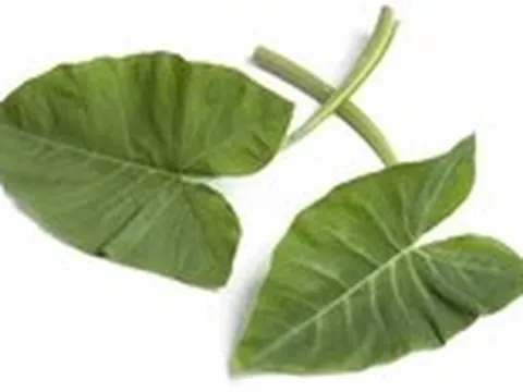 Lá khoai sọ có giúp giảm đề kháng insulin: Chuyên gia đã bác bỏ