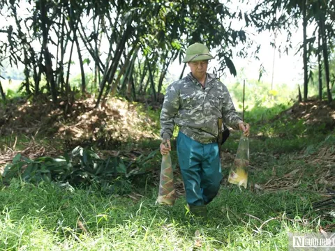 Cựu binh trồng loài cây vừa chống sạt lở, vừa bỏ túi hàng trăm triệu đồng/năm