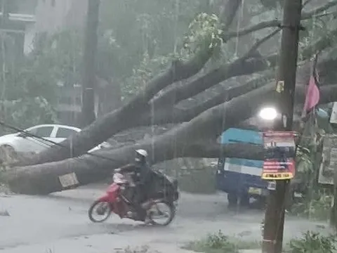 Hà Nội khẩn trương khắc phục hơn 940 cây đổ, gãy cành sau trận dông lớn