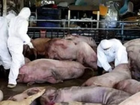 Dịch tả heo châu Phi bùng phát: Lưu ý gì để bảo vệ sức khỏe?