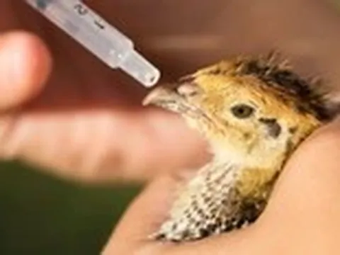 Có thật chim không thể nhiễm cúm?