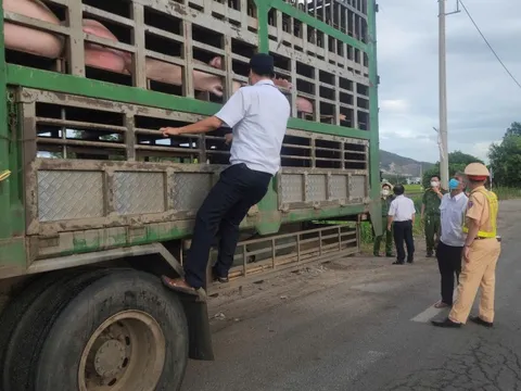 Phát hiện xe tải chở 50 con heo không rõ nguồn gốc, không có giấy tờ kiểm dịch