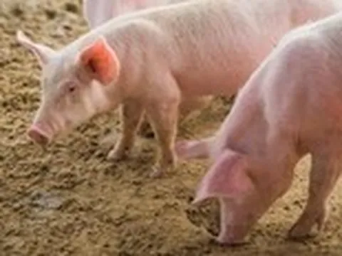 Boehringer Ingelheim giới thiệu giải pháp phòng vệ bệnh hô hấp hiệu quả trong chăn nuôi heo