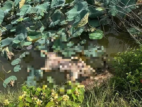 Quảng Trị: Truy trách nhiệm người đứng đầu nếu để dịch tả lợn châu Phi bùng phát diện rộng