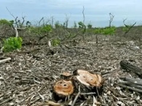 Công an điều tra vụ xã bán rừng phòng hộ ven biển ở Huế trước ngày sáp nhập