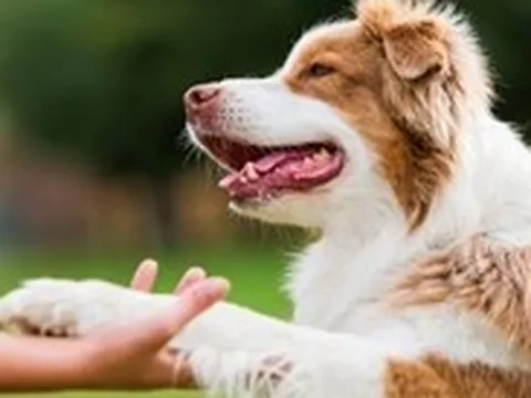 Nuôi thú cưng, cô gái bị nhiễm cùng lúc 2 loại ký sinh trùng