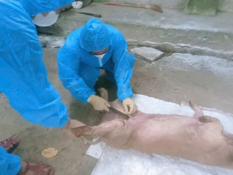 Dập dịch tả lợn Châu Phi đối diện với nhiều khó khăn