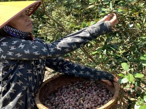 Cả thôn làm giàu nhờ trồng loại cây trên đồi cho thu nhập cao