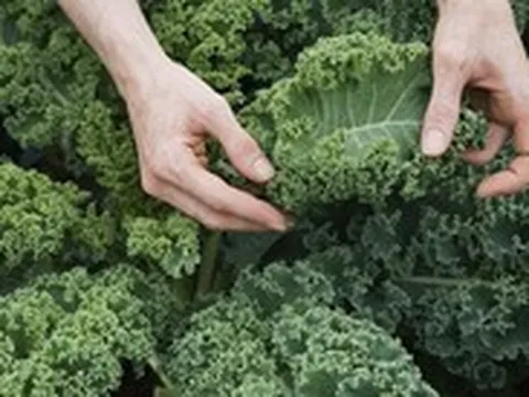 Bạn có biết cải xoăn ngon và rất tốt cho sức khỏe?