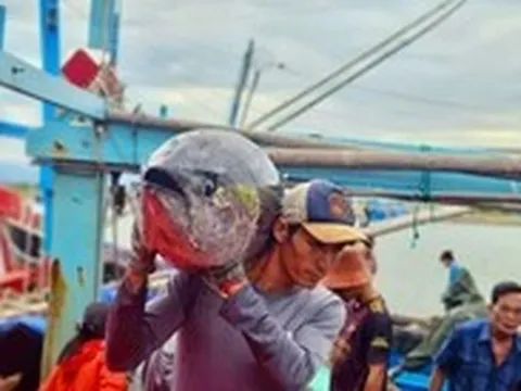 Giá cá ngừ đại dương giảm, ngư dân kéo dài thời gian khai thác