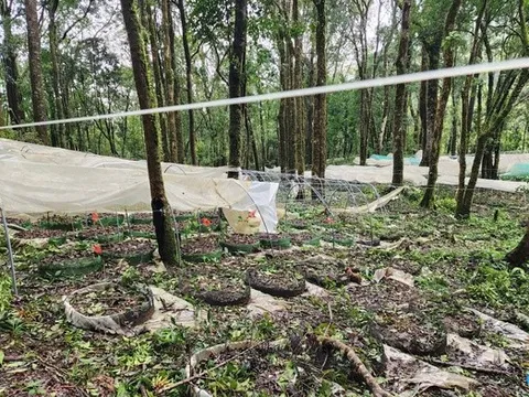 Quảng Ngãi chỉ đạo khẩn hỗ trợ người dân trồng sâm Ngọc Linh bị thiệt hại