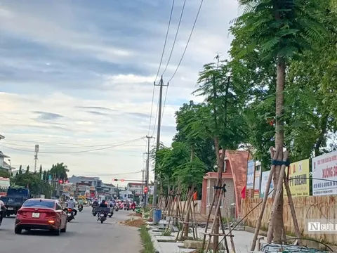 Vì sao cây phượng được chọn để trồng trên đường Phạm Văn Đồng?