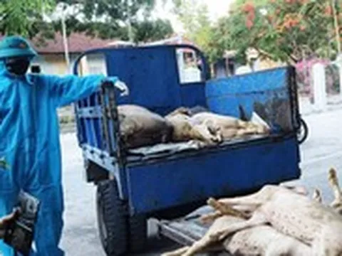 Dịch tả heo châu Phi có ở 39 xã, phường của Đà Nẵng