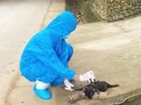 Chó dại cắn 5 người dân ở một xã của Đà Nẵng, lo ngại bùng phát bệnh dại