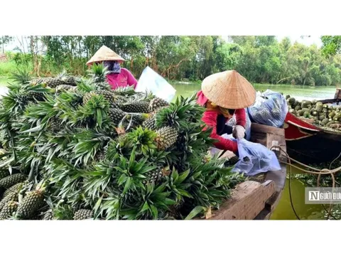“Vàng xanh” trên vùng đất khó: Hướng đi mới cho nông nghiệp bền vững ở miền Tây
