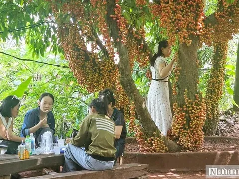 Người dân đổ xô đến quán cà phê ở Huế vì “cảnh tượng kỳ lạ” này