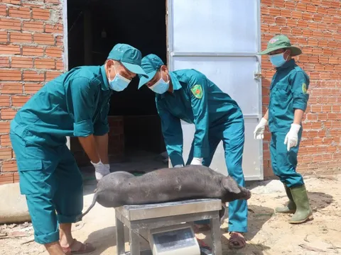Theo chân đội xử lý heo bị dịch tả châu Phi