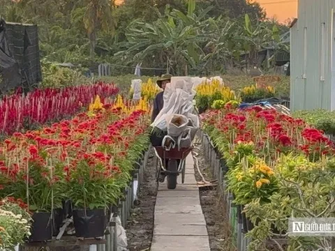 Làng hoa trăm tuổi ở miền Tây "nở sớm" vì điều đặc biệt cuối năm 2025