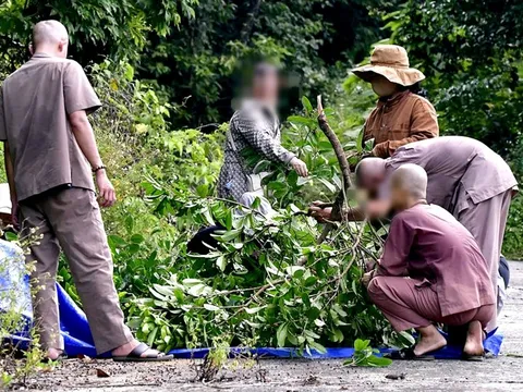 Bẻ cành cây trên bán đảo Sơn Trà - Đà Nẵng, một người đàn ông bị phạt 1,25 triệu đồng