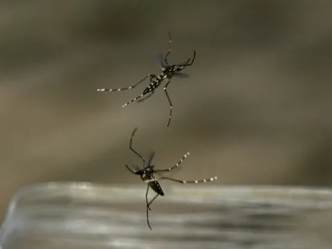 Dấu hiệu nhận biết bệnh Chikungunya và cách phòng bệnh