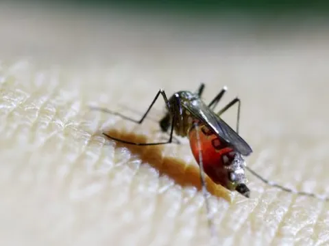 Trung Quốc tung 'đội quân muỗi vô sinh' giữa tâm dịch Chikungunya