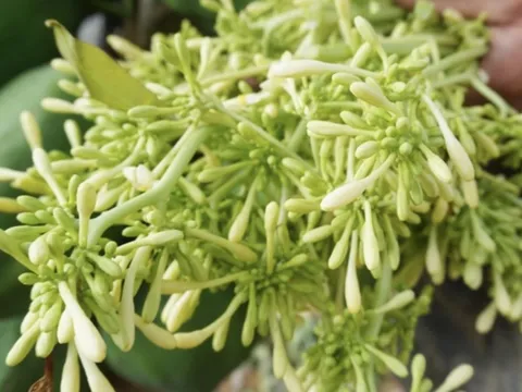 Ai không nên sử dụng hoa đu đủ đực?