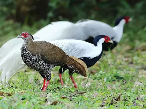 Gà lôi trắng dễ nuôi, dễ nhân giống, vì sao phải đưa vào danh mục nguy cấp?